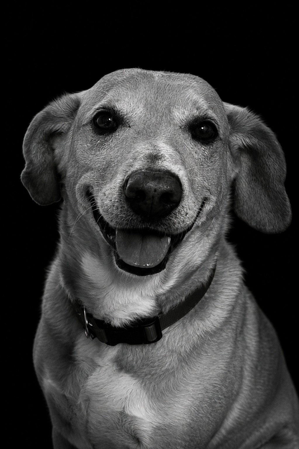 Retrato em preto e branco de Johnny, vira-lata caramelo idoso